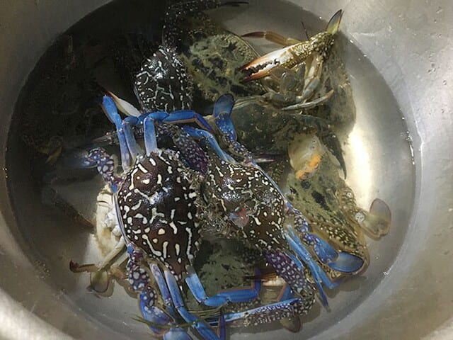 浜名湖たきや漁