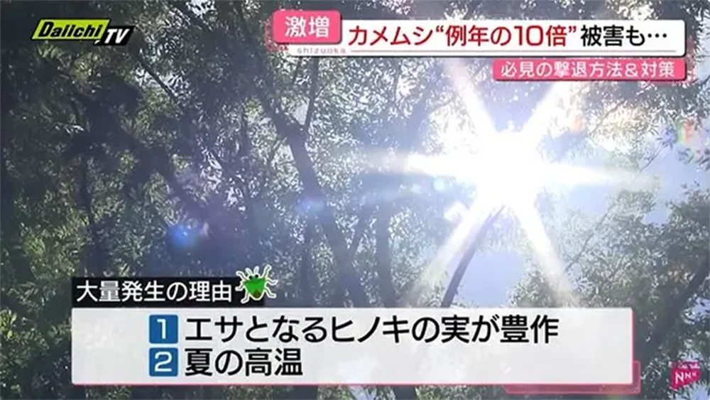 カメムシの襲来皮膚炎